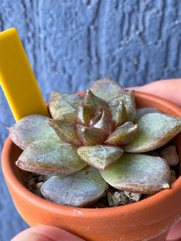 Echeveria Organic Pink thriving in a garden with pointy red leaves