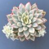 Echeveria Mebina Variegated - Rare Korean succulent with captivating variegation