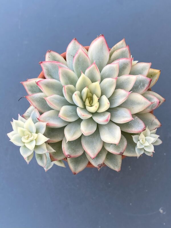 Echeveria Mebina Variegated - Rare Korean succulent with captivating variegation