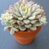 Close-up of Echeveria Mebina Variegated's variegated leaves