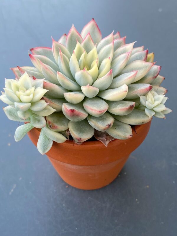 Close-up of Echeveria Mebina Variegated's variegated leaves