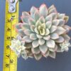 Echeveria Mebina Variegated showcased in a decorative pot