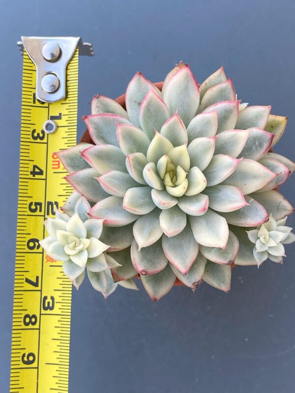 Echeveria Mebina Variegated showcased in a decorative pot