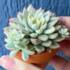 Echeveria Mebina Variegated with stunning variegated foliage