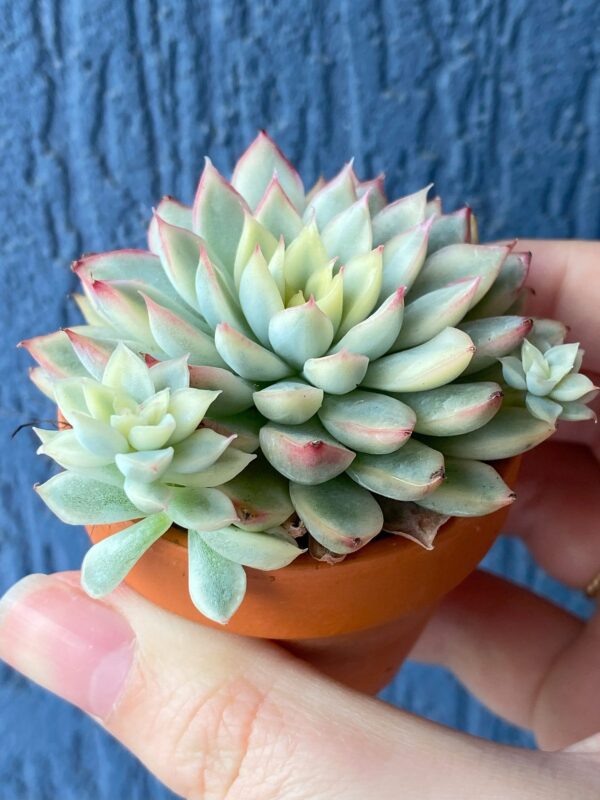 Echeveria Mebina Variegated with stunning variegated foliage