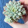 Echeveria Mebina Variegated thriving in a garden with variegated leaves