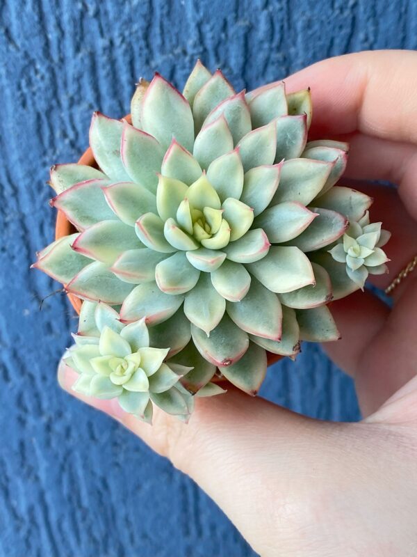 Echeveria Mebina Variegated thriving in a garden with variegated leaves