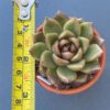 Echeveria Roseanne succulent with green center and pointy dark leaves