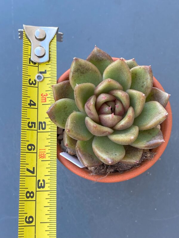 Echeveria Roseanne succulent with green center and pointy dark leaves