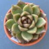 Close-up of Echeveria Roseanne succulent leaves