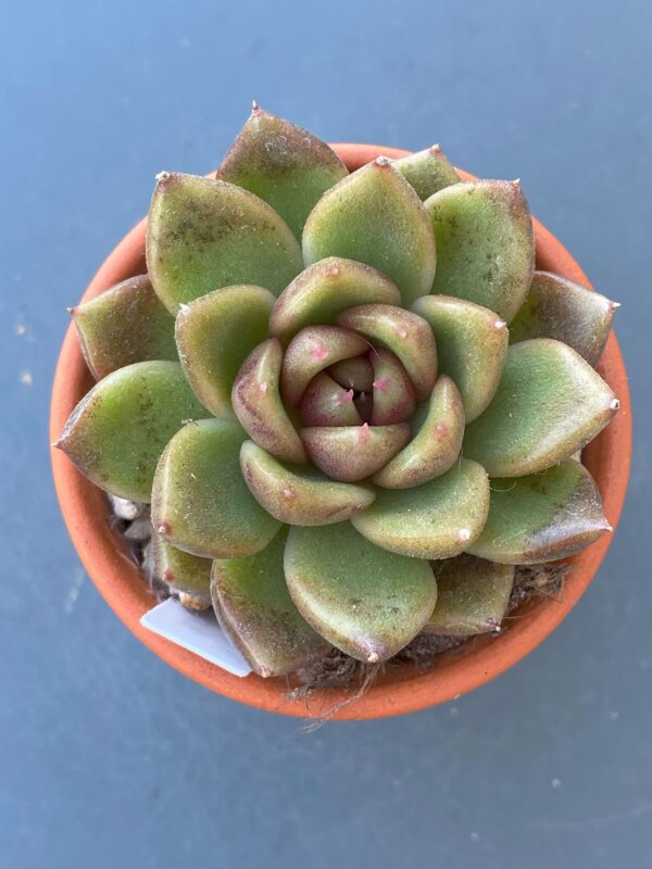 Close-up of Echeveria Roseanne succulent leaves