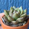 Echeveria Roseanne in a stylish pot