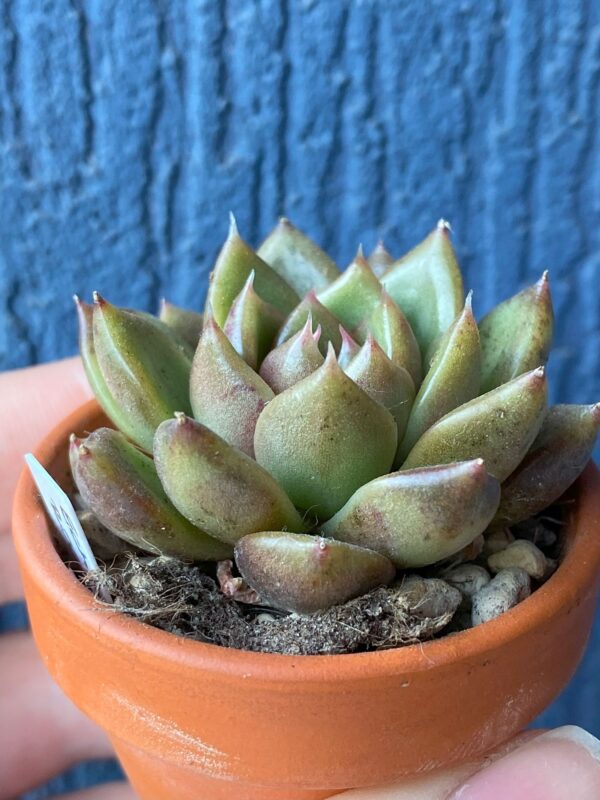 Echeveria Roseanne in a stylish pot