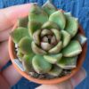 Echeveria Roseanne plant with unique leaf structure