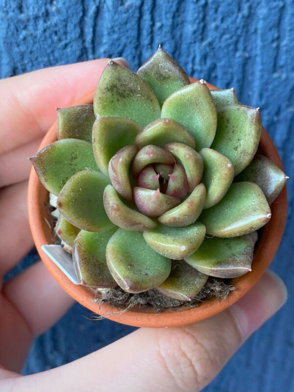 Echeveria Roseanne plant with unique leaf structure