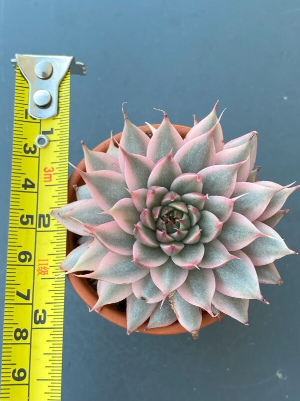 Graptoveria Silver Star Variegated succulent with variegated leaves.