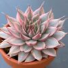 Close-up of pointy leaves of Graptoveria Silver Star Variegated succulent.