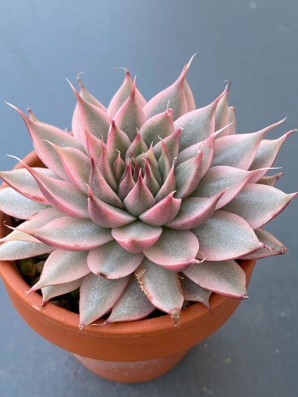 Close-up of pointy leaves of Graptoveria Silver Star Variegated succulent.