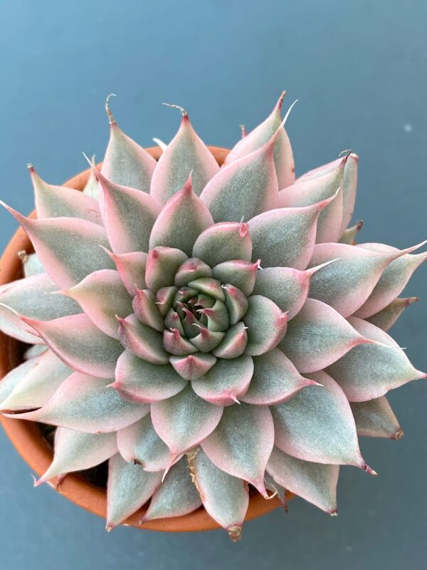 Vibrant Graptoveria Silver Star Variegated succulent with variegated leaves.