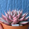 Graptoveria Silver Star Variegated succulent with pointy leaves and variegation.