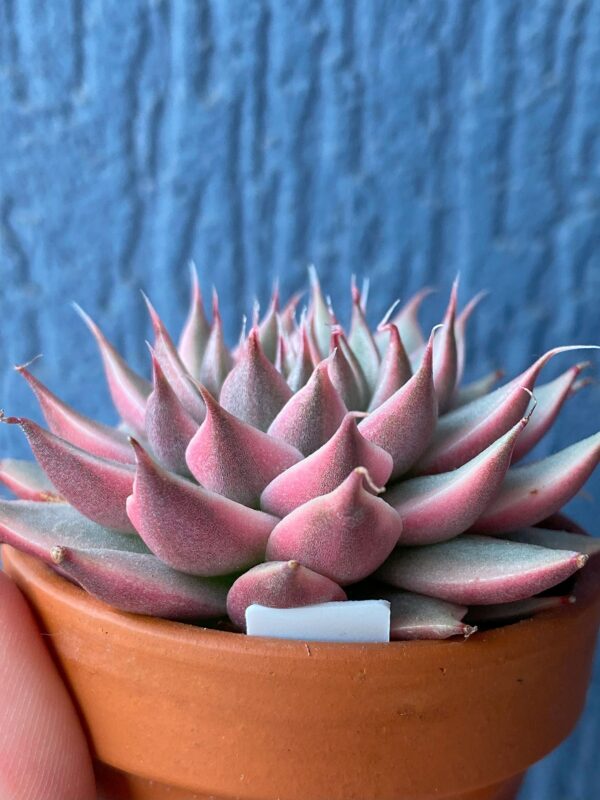 Graptoveria Silver Star Variegated succulent with pointy leaves and variegation.