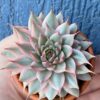 Graceful Graptoveria Silver Star Variegated succulent with variegated leaves.