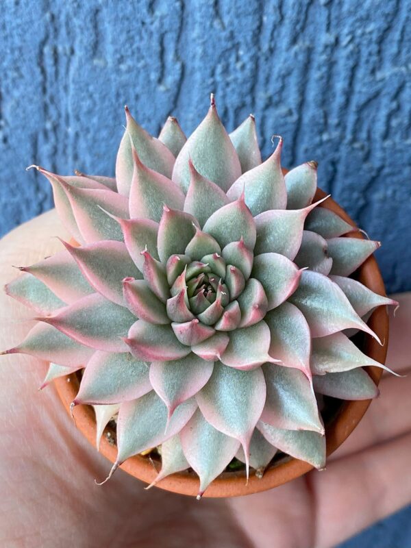 Graceful Graptoveria Silver Star Variegated succulent with variegated leaves.