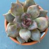 Echeveria Dark Chocolate succulent with dark, chocolate-colored leaves.