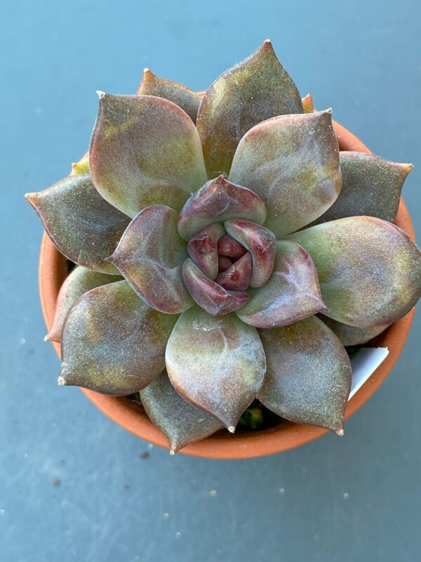 Echeveria Dark Chocolate succulent with dark, chocolate-colored leaves.