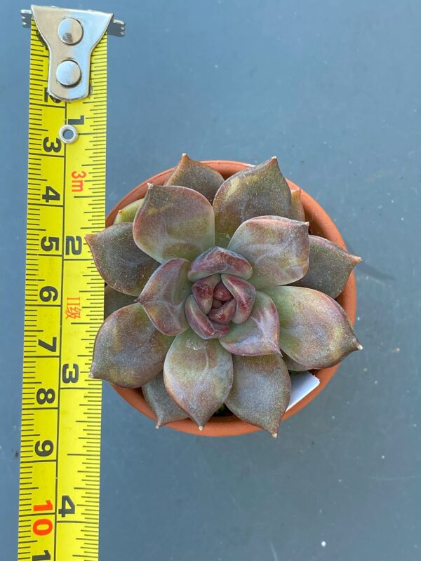 Close-up of textures on leaves of Echeveria Dark Chocolate succulent.