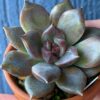 Echeveria Dark Chocolate succulent with dark-colored leaves.