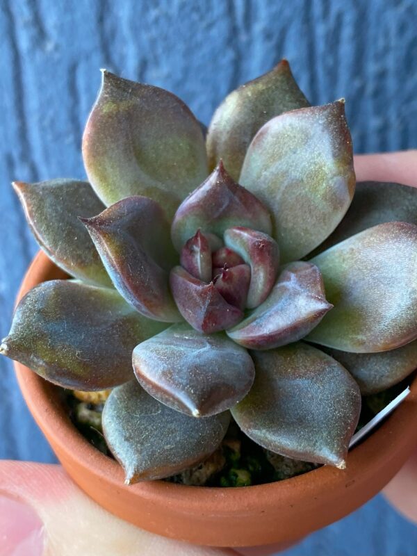 Echeveria Dark Chocolate succulent with dark-colored leaves.