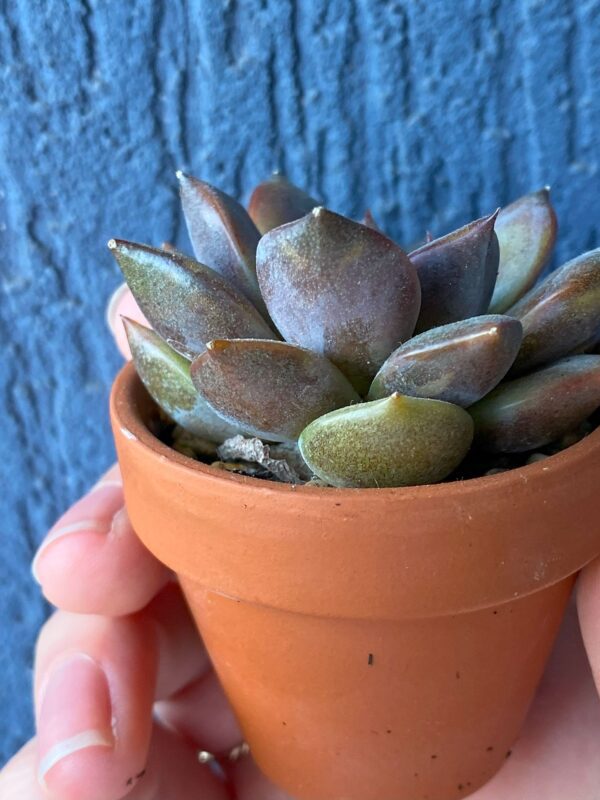 Vibrant Echeveria Dark Chocolate succulent with deep, captivating foliage.