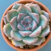 Echeveria Keralean succulent with beautiful rosette leaves.