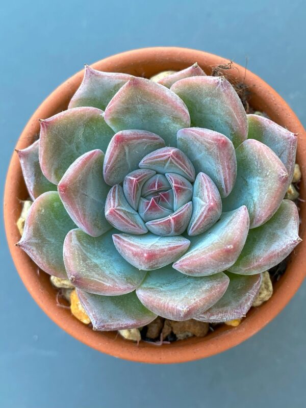 Echeveria Keralean succulent with beautiful rosette leaves.