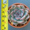 Echeveria Keralean succulent in a decorative ceramic pot.