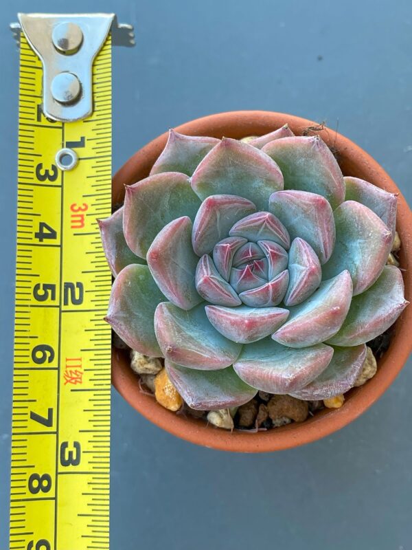 Echeveria Keralean succulent in a decorative ceramic pot.