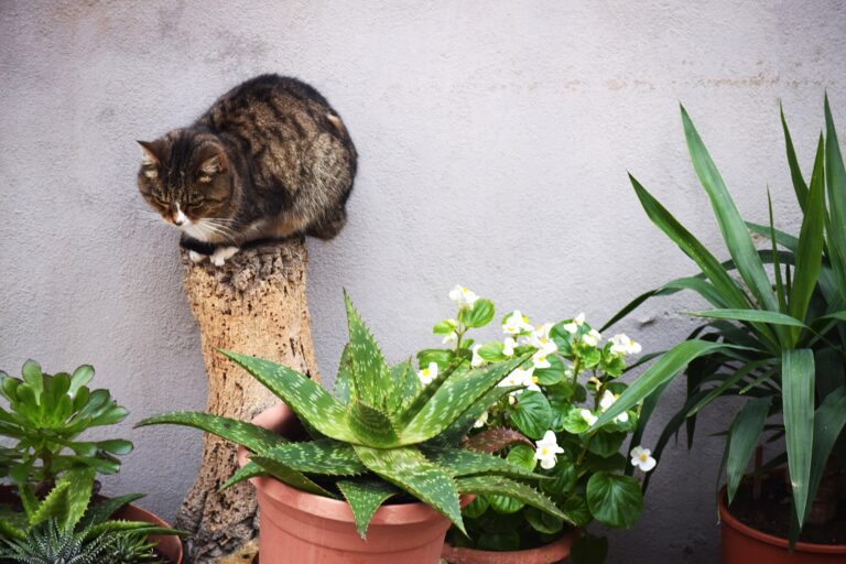 A photo of an aloe vera plant near a curious cat - aloe toxicity in cats awareness.