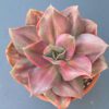 Variegated Echeveria Minigosaong succulent with pink and green leaves.