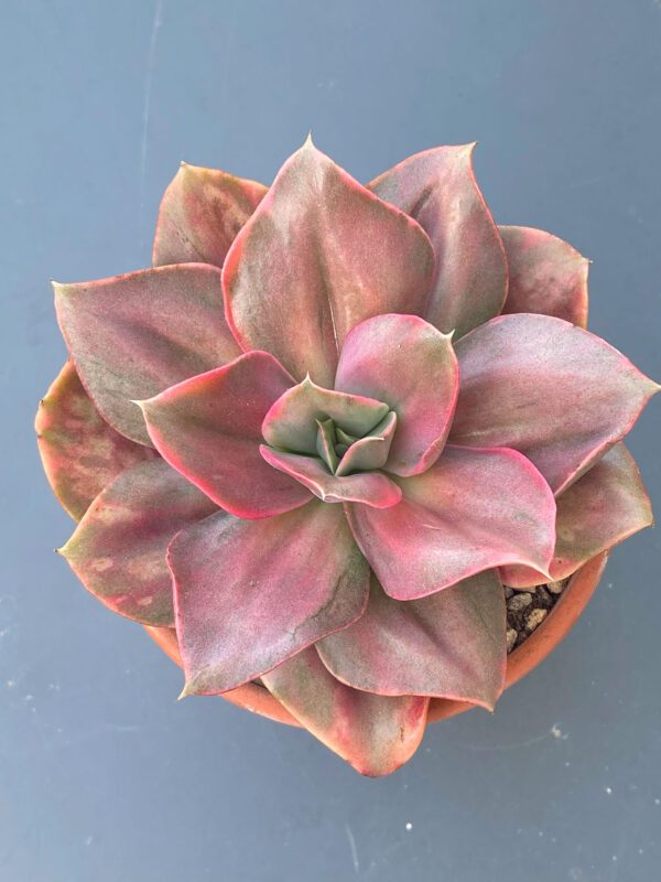 Variegated Echeveria Minigosaong succulent with pink and green leaves.