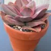 Korean variegated succulent Echeveria Minigosaong in a ceramic pot.