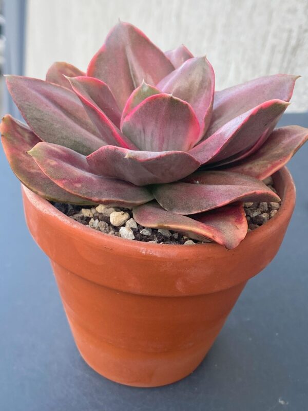 Korean variegated succulent Echeveria Minigosaong in a ceramic pot.