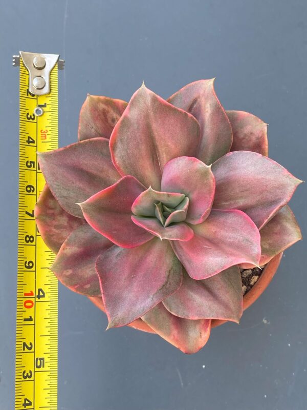 Close-up of Echeveria Minigosaong variegated succulent leaves.