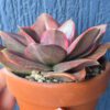 Echeveria Minigosaong variegated succulent with pink and green foliage.