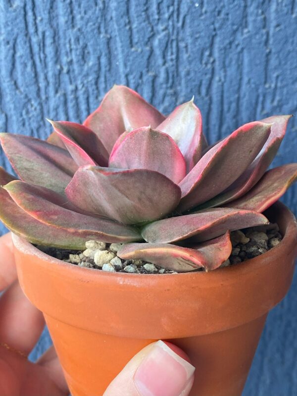 Echeveria Minigosaong variegated succulent with pink and green foliage.