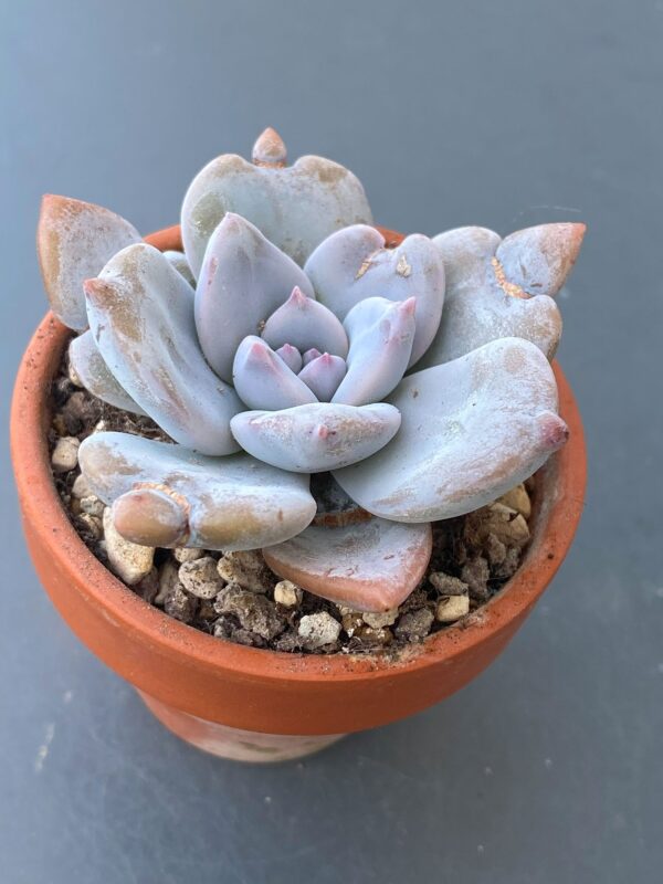 Echeveria Missing You succulent in a decorative pot.