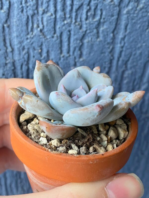 Echeveria Missing You succulent basking in sunlight.