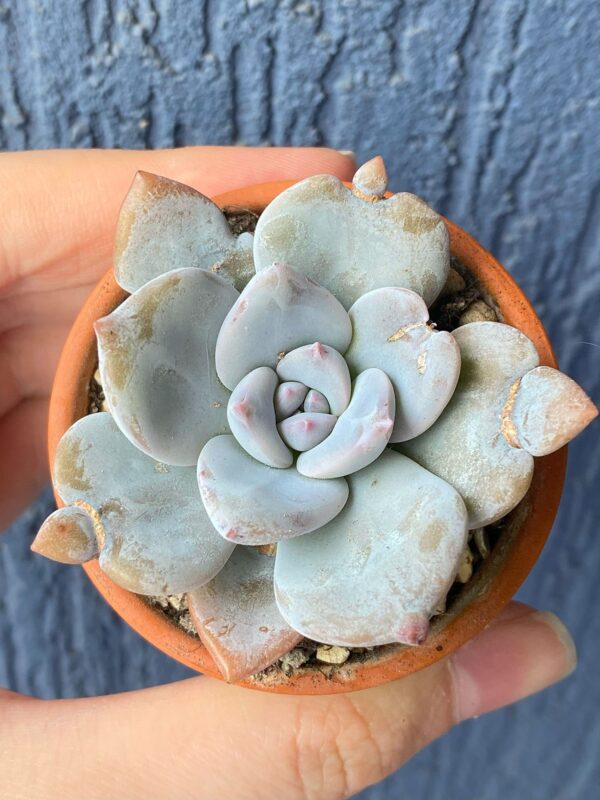 Echeveria Missing You succulent with pink-edged leaves.