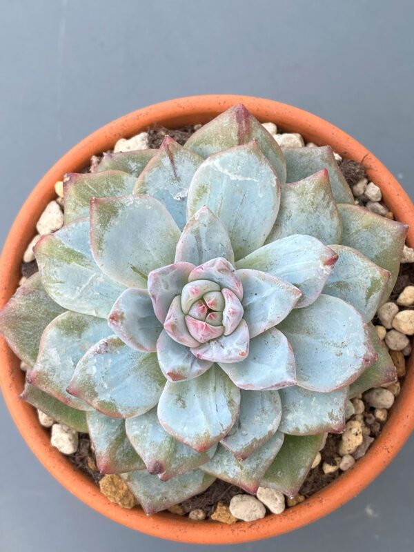 Echeveria Amy thriving in a garden with vibrant red tips