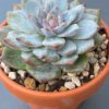 Echeveria Amy thriving in a garden with vibrant red tips